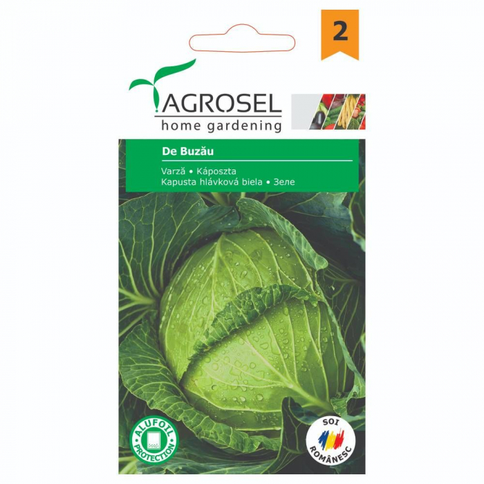 Seminte varza de Buzau [2]