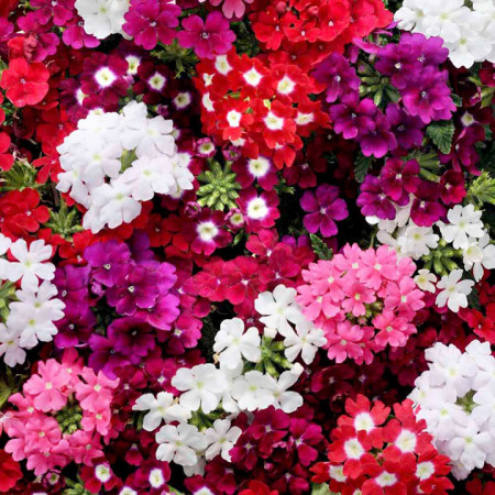 Seminte Verbena hybrida [1]