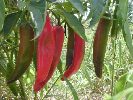 Seminte Ardei iuti Anaheim chilli (foarte iute) 1 gram [1]