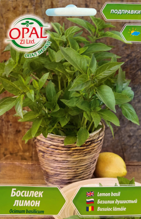 Plante aromatice - Seminte Busuioc lamaie 1 gram