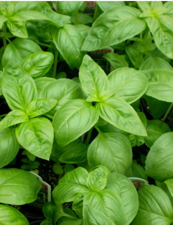 Plante aromatice - Seminte Busuioc verde clasic - 1300 seminte