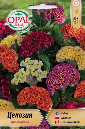 Semințe de Flori - Seminte Creasta Cocosului 770 seminte