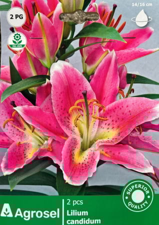 Bulbi de flori - Crin Bicolor 2 bulbi