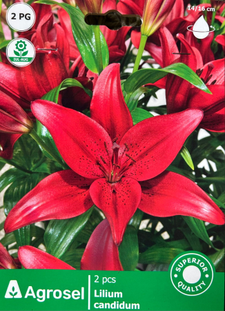 Bulbi de flori - Crin Rosu 2 bulbi