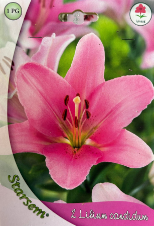 Bulbi de flori - Crin Roz 2 bulbi