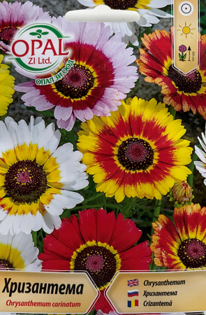 Semințe de Flori - Seminte Crizantema (Tufanica)