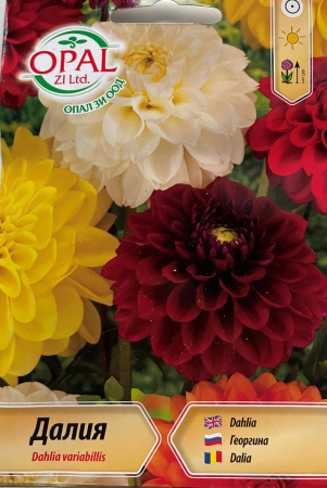 Semințe de Flori - Seminte Dalie 50 seminte