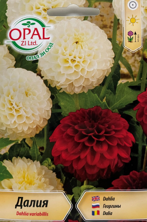 Semințe de Flori - Seminte Daliе pompon 50 seminte