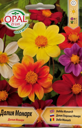 Semințe de Flori - Seminte Dalie monarh 50 seminte