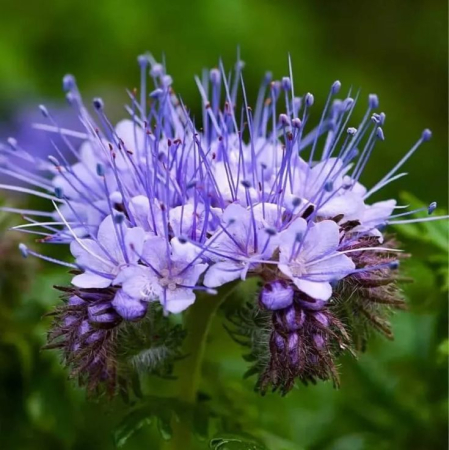 Bulbi de flori - Facelia(Phacelia) 100 grame seminte