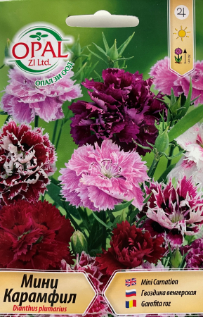 Semințe de Flori - Seminte Garofite mini 0.5 grame