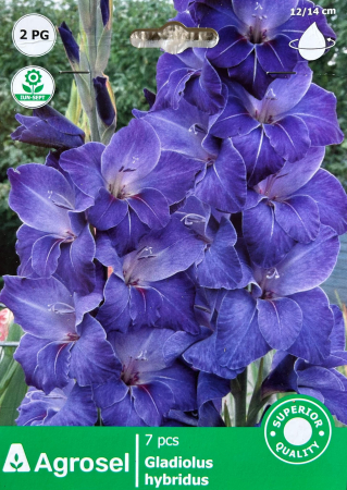 Bulbi de flori - Gladiole Albastre 7 bulbi