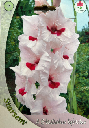 Bulbi de flori - Gladiole Bicolor Wine and Roses 5 bulbi
