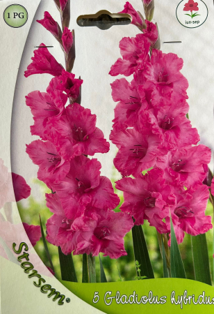 Bulbi de flori - Gladiole Kingstone Ruffle 5 bulbi