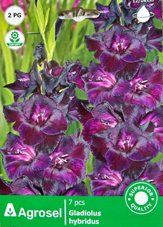 Bulbi de flori - Gladiole Mov 7 bulbi