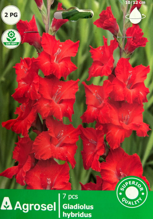 Bulbi de flori - Gladiole Rosii 7 bulbi