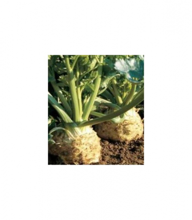 Semințe de Țelină - Seminte Țelină Goliath F1 (căpățână)  - 50 seminte