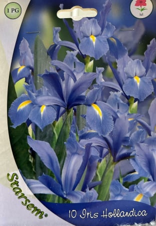 Bulbi de flori - Iris Albastru Pitic 10 bulbi