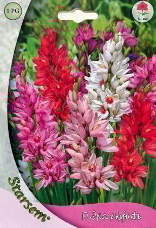 Bulbi de flori - Ixia Mix 10 bulbi