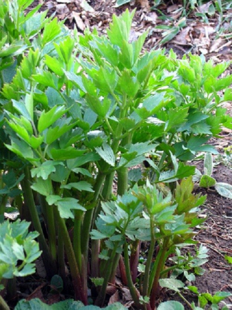 Produse - Seminte Leustean (130 seminte)