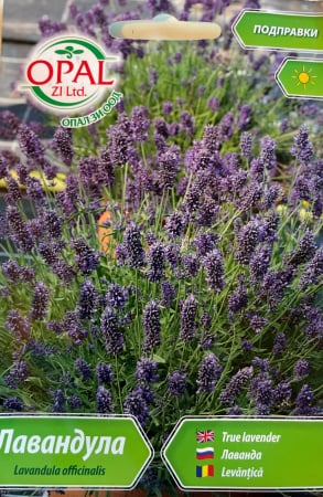 Seminte Levantica (Lavanda) 500 seminte [1]
