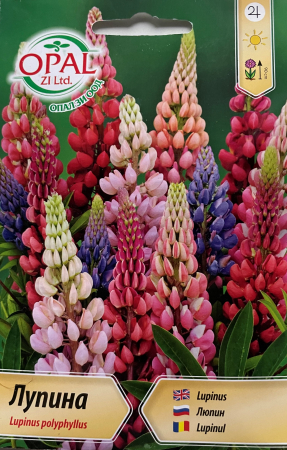 Semințe de Flori - Seminte Lupin Mix 50 seminte