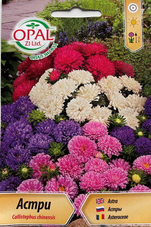 Semințe de Flori - Seminte Ochiul Boului Pitic Mix 300 seminte