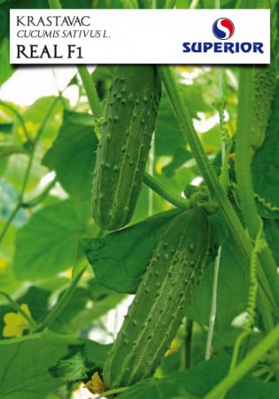 Semințe de Legume - Seminte Castraveti Real F1 (cornison) - 1 gram