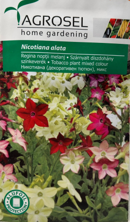 Bulbi de flori - Regina Noptii mj - 1 gram