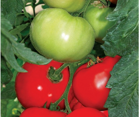 Rosii Bulgarski Trapezen F1 - 100 seminte [1]