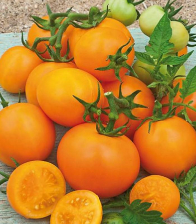 Produse - Seminte rosii Cherry - portocaliu 0.2 grame