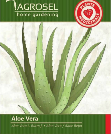 Produse - Seminte Aloe vera, 8 seminte