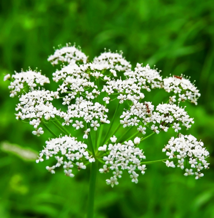 Produse - Seminte Anason medicinal