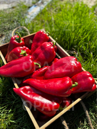 Semințe de Ardei Kapia - Semințe ardei capia Labă de Urs - 1 g