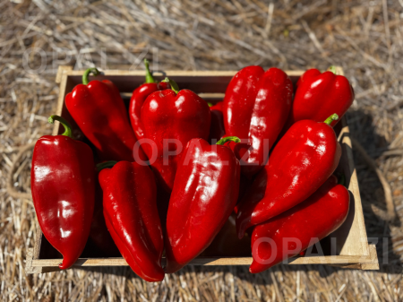 Semințe ardei capia Labă de Urs - 1 g [1]