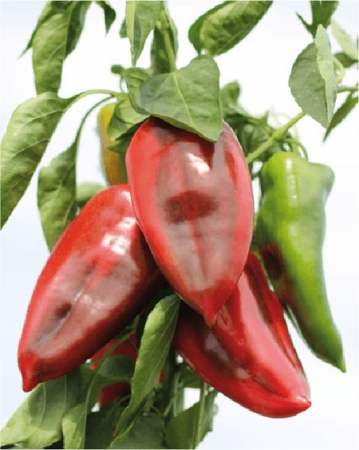 Produse - Semințe ardei capia Ureche de Elefant