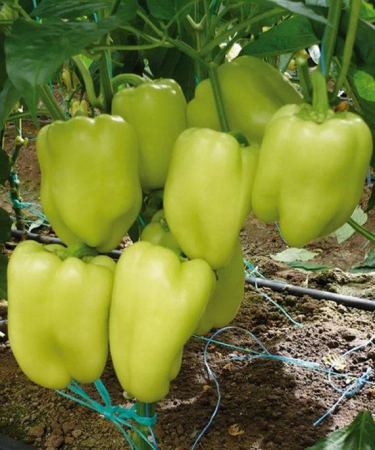 Semințe de Ardei gras - Seminte Ardei gras Soroksari (tip Kalinkov alb, mare) 1 gram