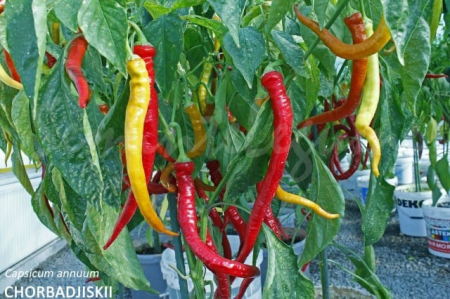 Seminte Ardei iuti Ciorbagiu IUTE 2 grame [1]