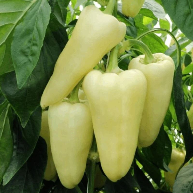 Seminte Ardei Kapia Alb 1 gram (150 seminte) [1]