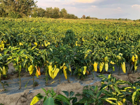 Semințe de Ardei Kapia - Seminte Ardei Kapia Familia, 5 grame