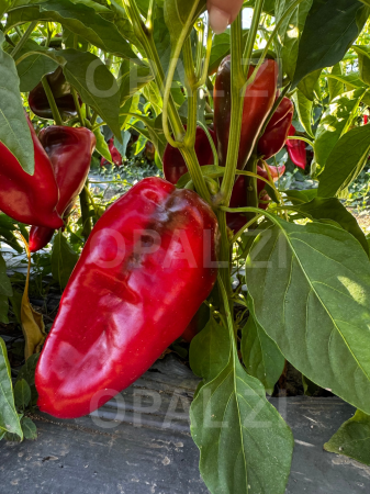 Produse - Seminţe ardei capia Hisarska, Opal