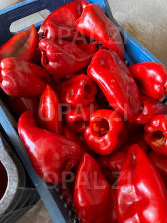 Seminţe ardei capia Hisarska, Opal [1]