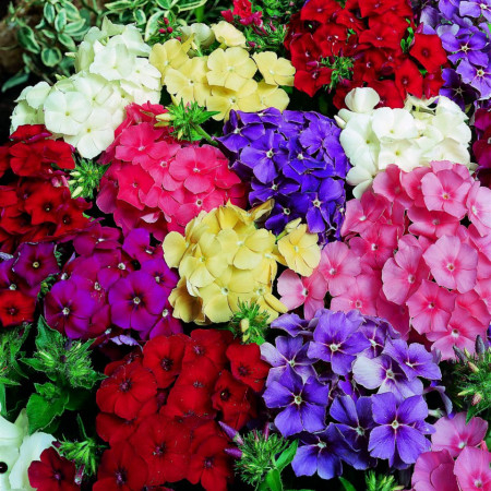 Semințe de Flori - Seminte Brumarea mix (Phlox)