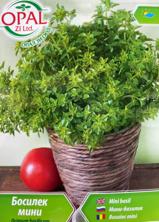 Plante aromatice - Seminte Busuioc mini