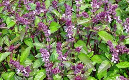 Plante aromatice - Seminte Busuioc scortisoara
