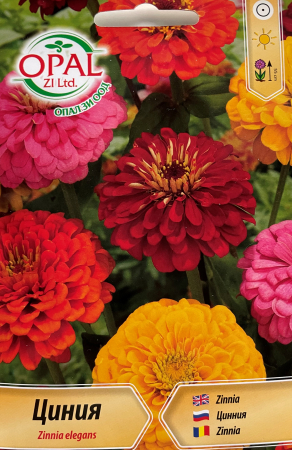 Semințe de Flori - Seminte Carciumarese elegans Lilliput mix (100 seminte)