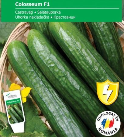 Semințe de Castraveți - Seminte Castraveti Colosseum F1, 10 seminte