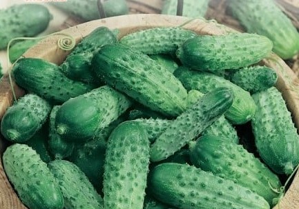 Semințe de Legume - Seminte castraveti Cornichon de Paris, 2 grame