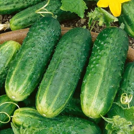 Semințe de Castraveți - Seminte Castraveti cornison LEVINA F1 (Olanda)  - 1 gram