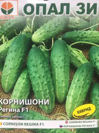 Produse - Seminte Castraveti cornison REGINA F1 2 grame